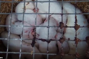 开云电竞-九斤黄鸡苗哪里有卖?价格多少钱一只?(图1) 开云电竞app下载安装